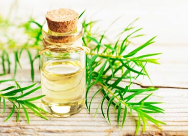 Extractos de Árbol de Té