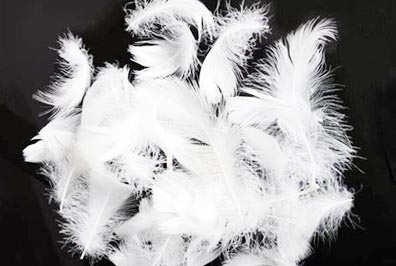 Down & Feather manufacturer